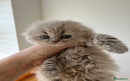 Scottish Fold cats for sale: 🦉 TOP QUALITY TICA REG SCOTTISH FOLD🦉 - Image 8