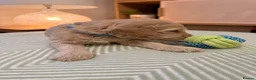 Goldendoodle dogs for sale: Goldendoodle Puppies - Advert 21