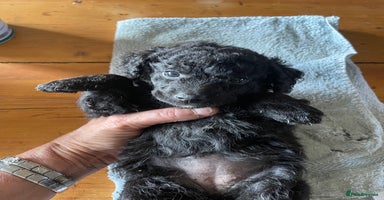 Miniature Poodle dogs - Advert 13