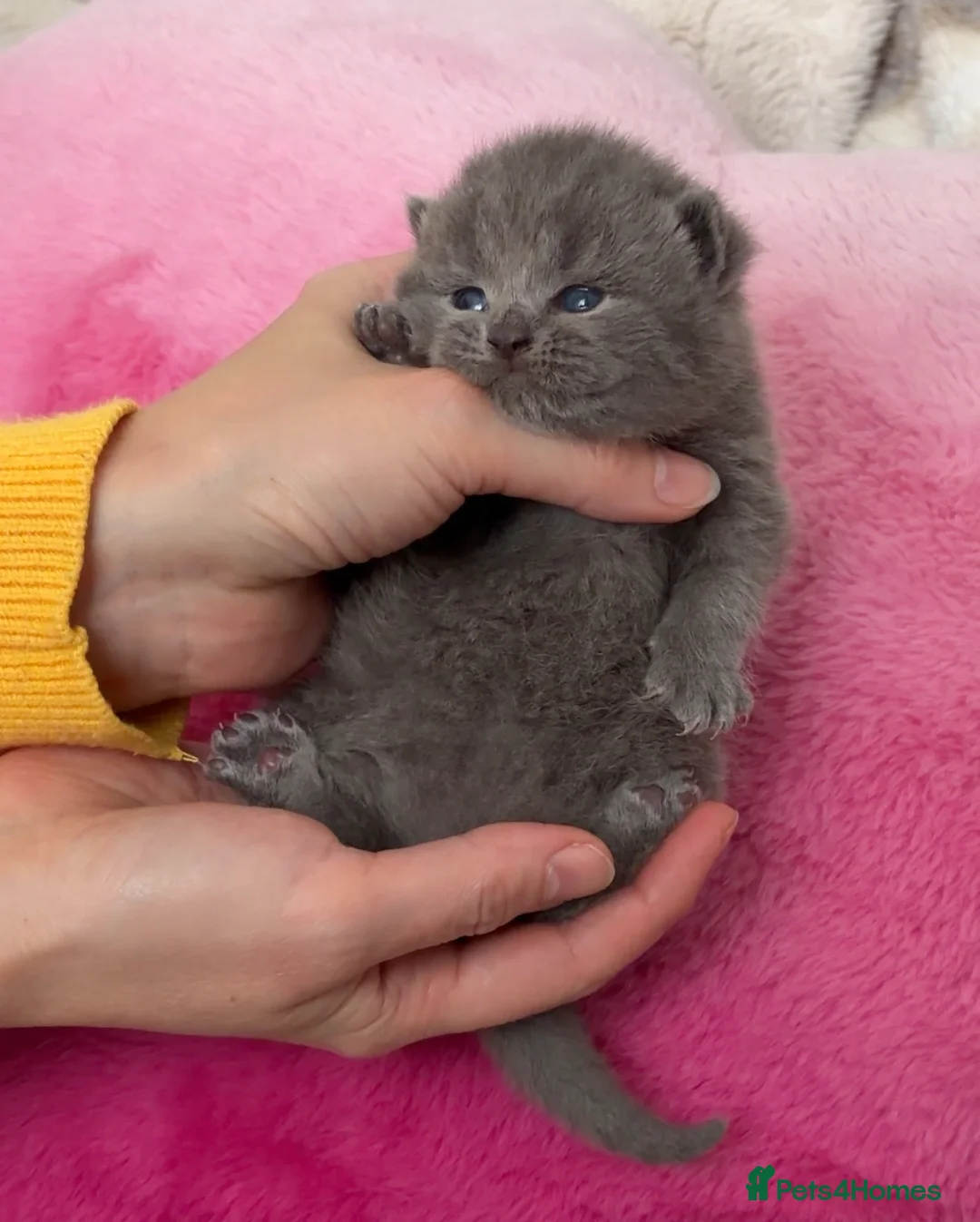 British Shorthair cats for sale: GCCF registered blue male kitten in Barnstaple - Advert 1