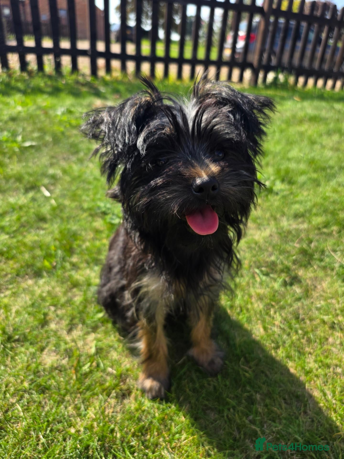 Yorkshire Terrier dogs Yorkie pup - Advert 1