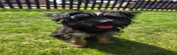 Yorkshire Terrier dogs for sale: Yorkie pup - Advert 1