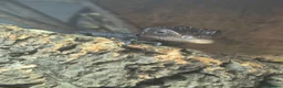 Monitor reptiles for sale: Black Tree Monitor  - Advert 3