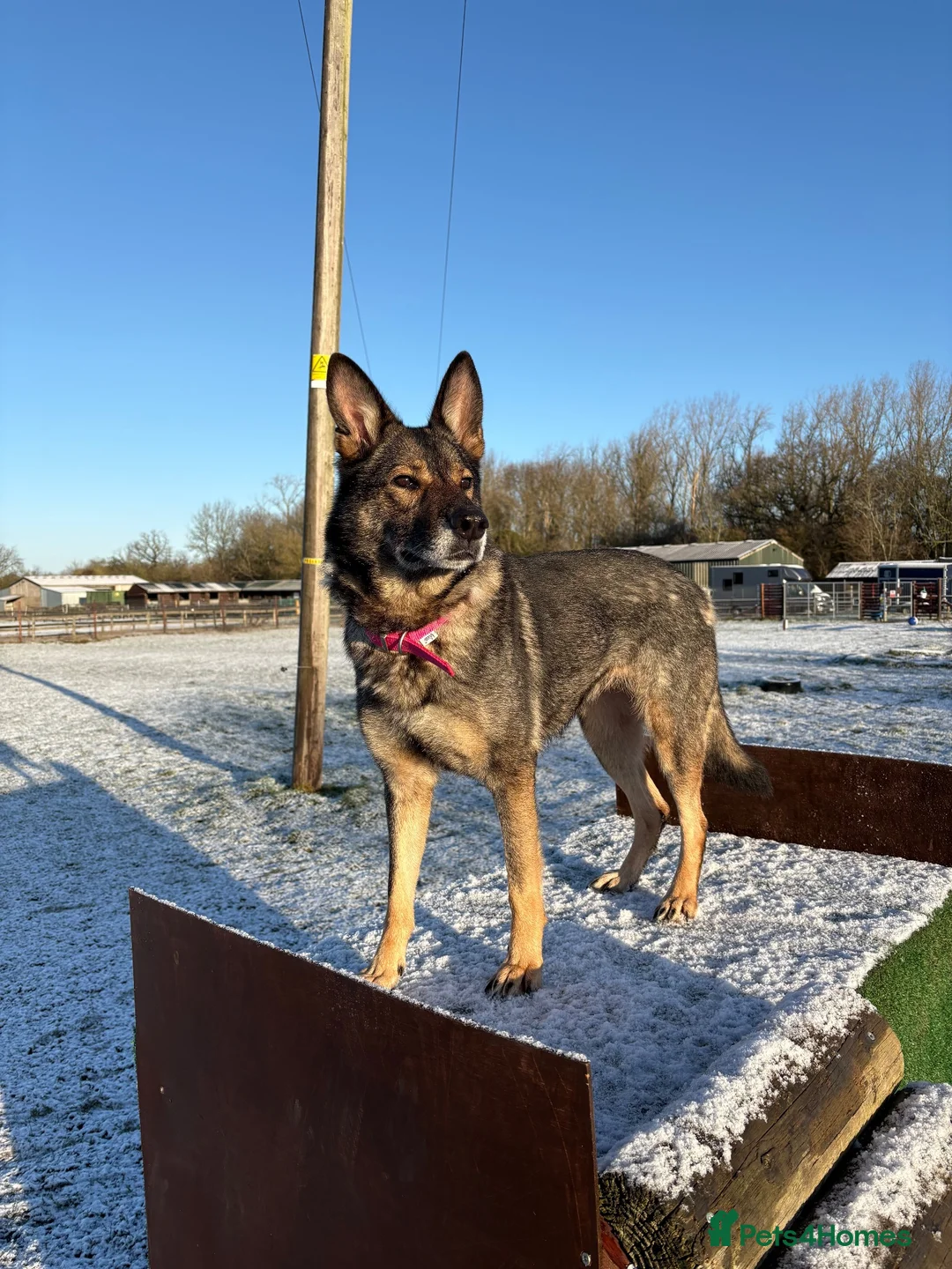 German Shepherd dogs for sale: Female German shepherd  - Advert 1