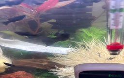 Mollies fish for sale: Baby mollies - Image 1