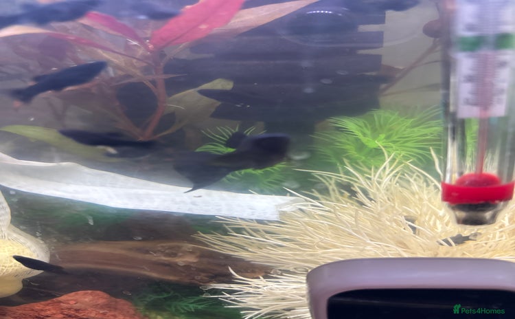 Mollies fish - Advert 3