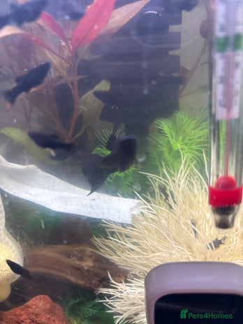 Mollies fish - Advert 18
