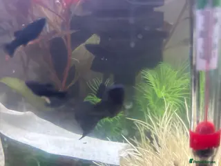 Mollies fish for sale: Baby mollies - Advert 2