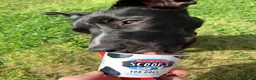 Mixed Breed dogs for adoption: Penny - Staffie Cross (16 kgs) in Bristol - Advert 2