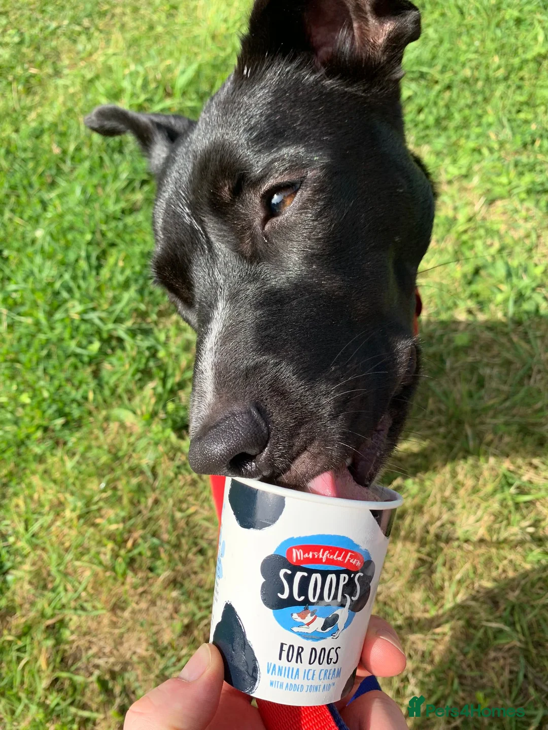 Mixed Breed dogs for adoption: Penny - Staffie Cross (16 kgs) in Bristol - Advert 2