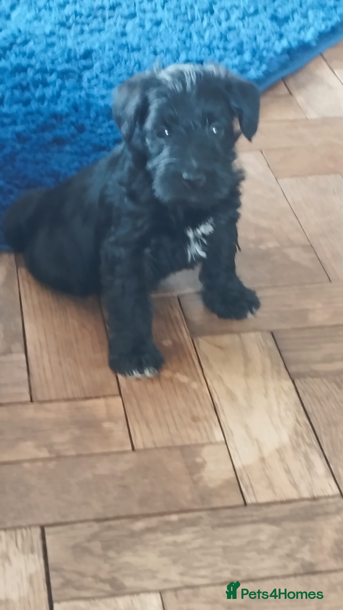 Miniature Schnauzer dogs LAST BOY Stunning  - Advert 19