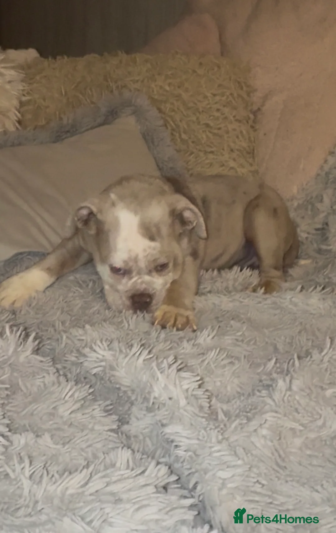 Olde English Bulldogge dogs for sale: Beautiful Merle boy OEB  - Advert 7