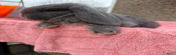 French Lop rabbits for sale: French lops  - Advert 4