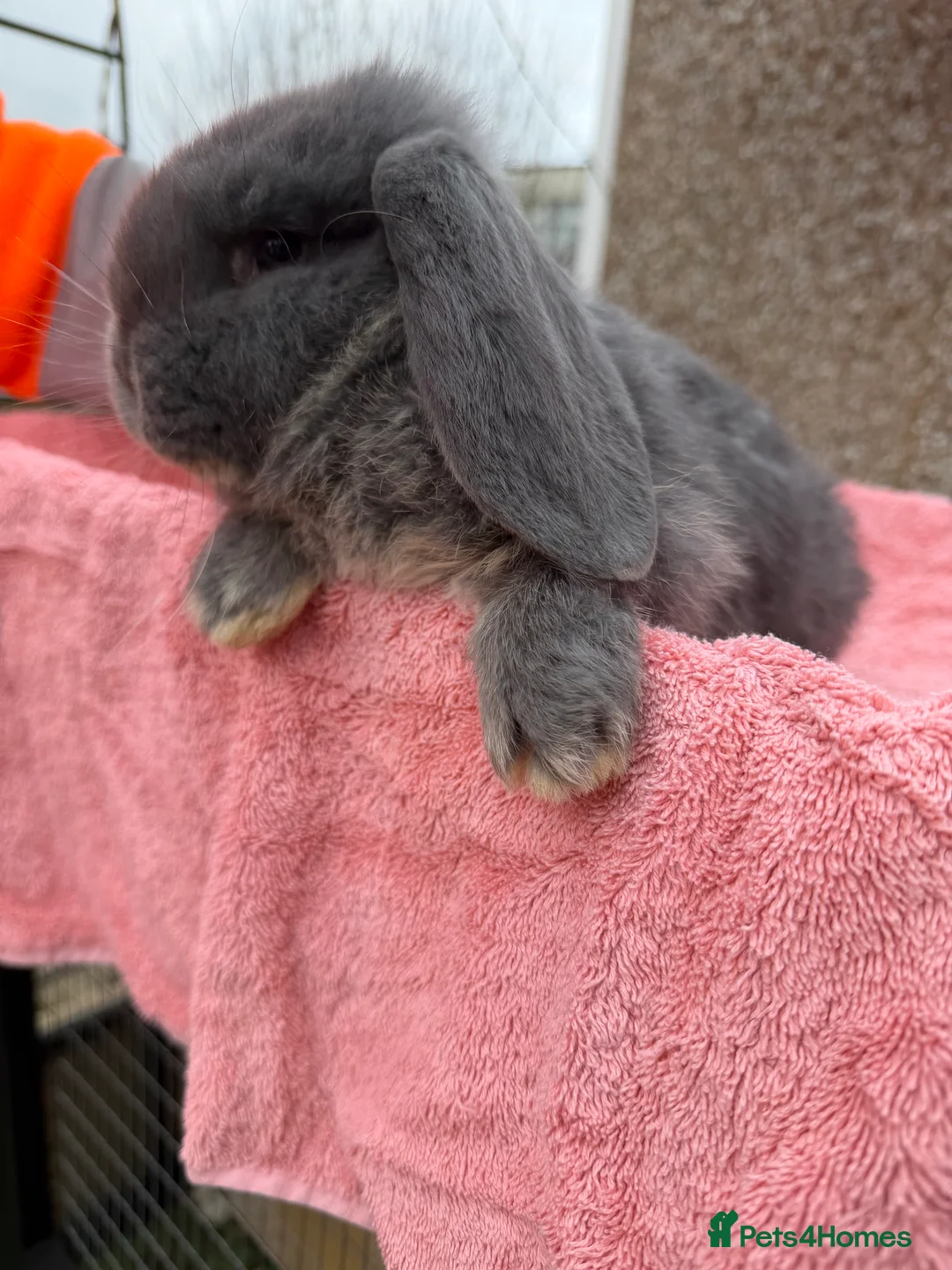French Lop rabbits for sale: French lops  - Advert 4