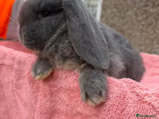 French Lop rabbits French lops - Advert 5