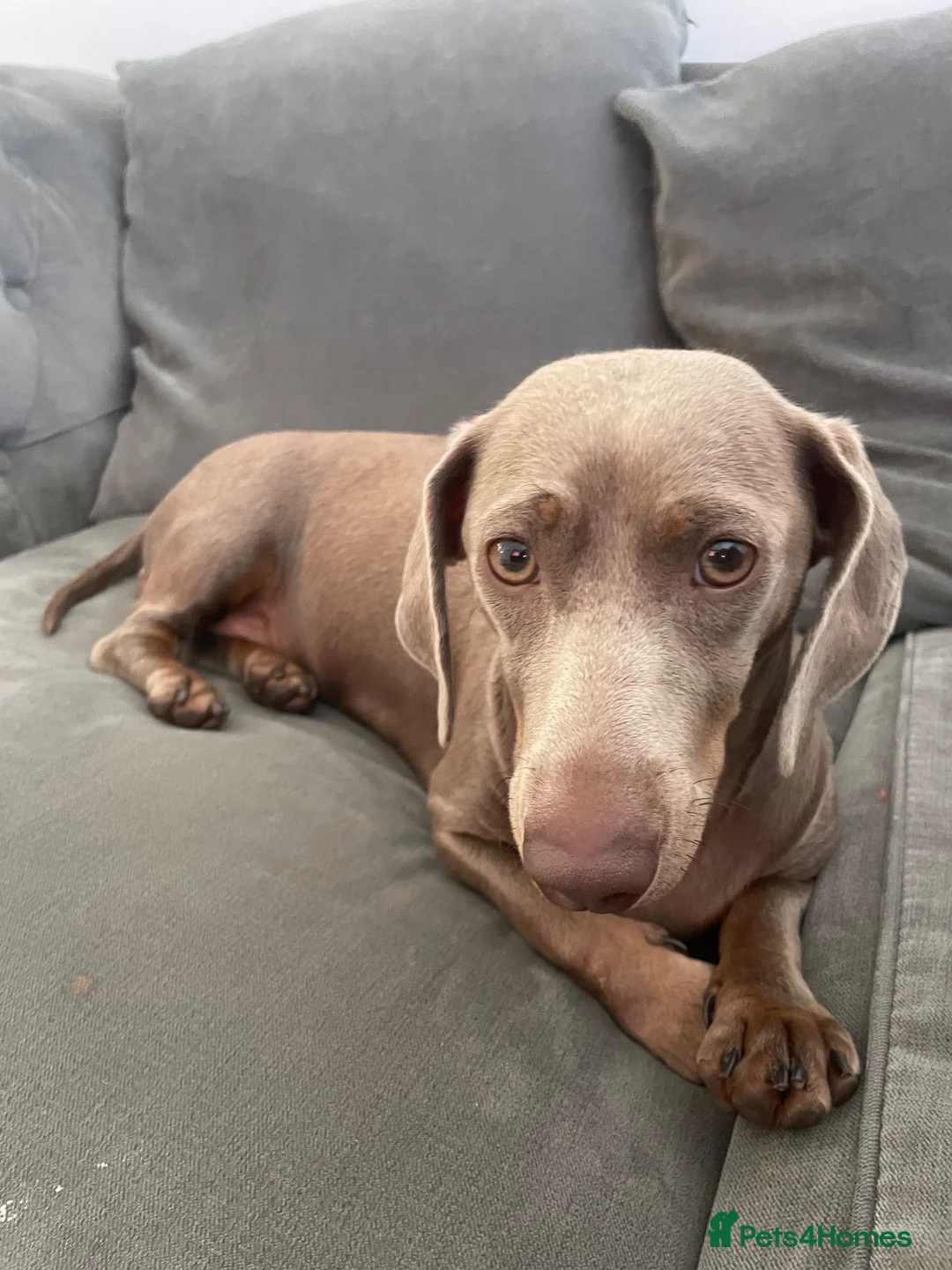 Dachshund dogs for sale: Beautiful dachund puppies  - Advert 1
