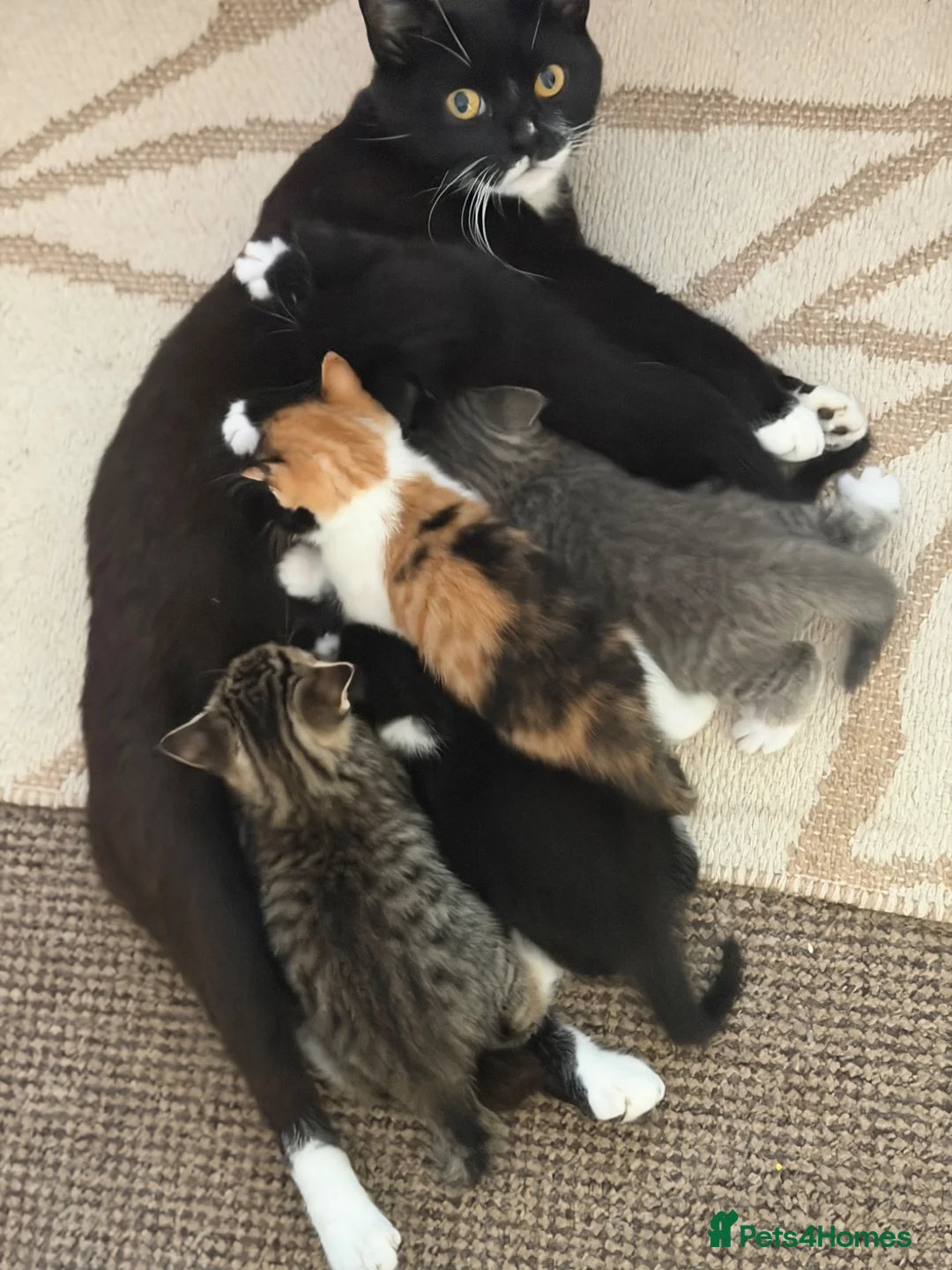 Mixed Breed cats for sale: Kittens Looking for Their Forever Homes!  - Advert 29