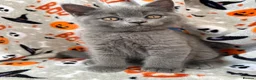 British Shorthair cats for sale: British Shorthairs - Advert 34