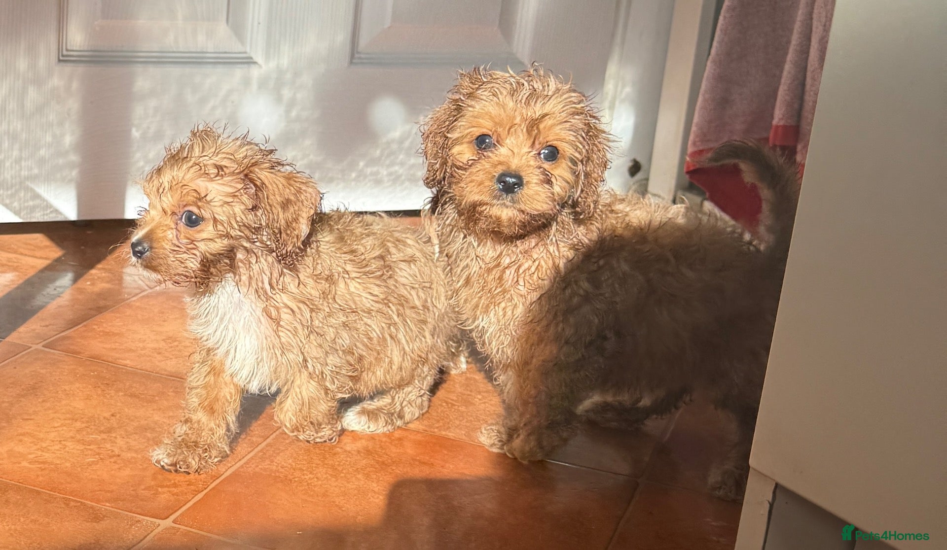 Cavapoo dogs for sale: Tiny Toy Cavapoo Puppies - Advert 2