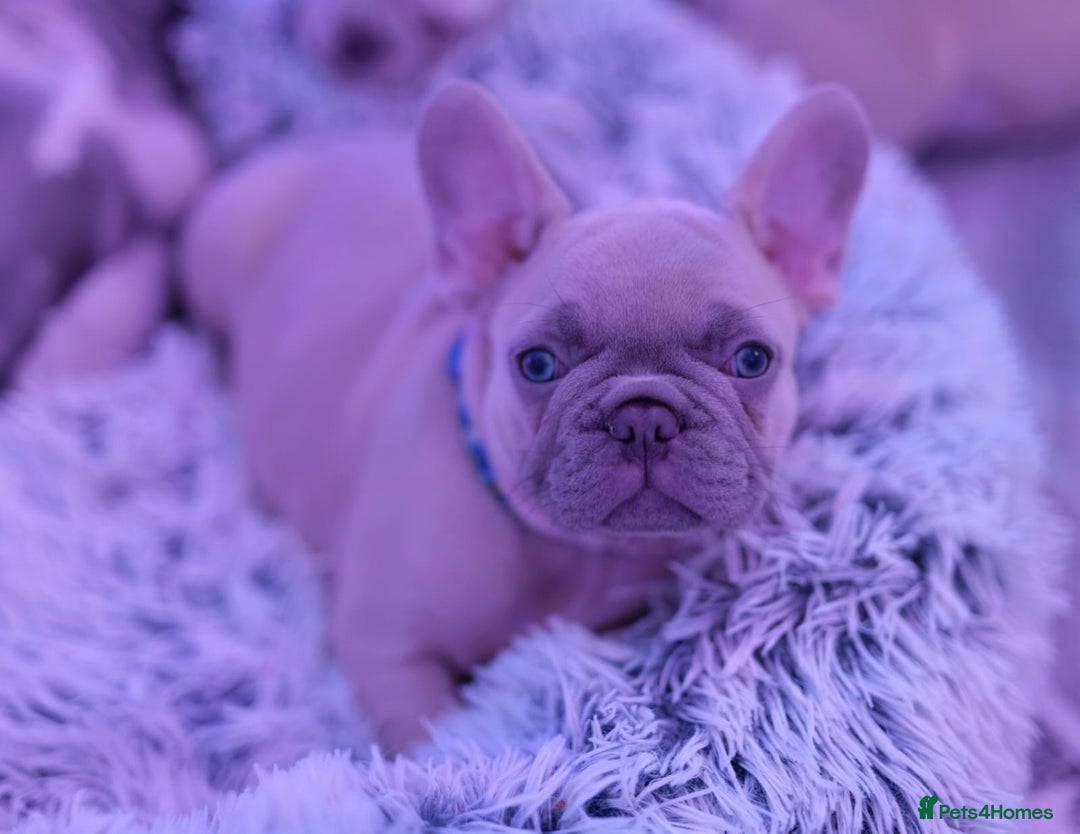 French Bulldog dogs for sale: KC French Bulldog Ready Now ! - Image 18