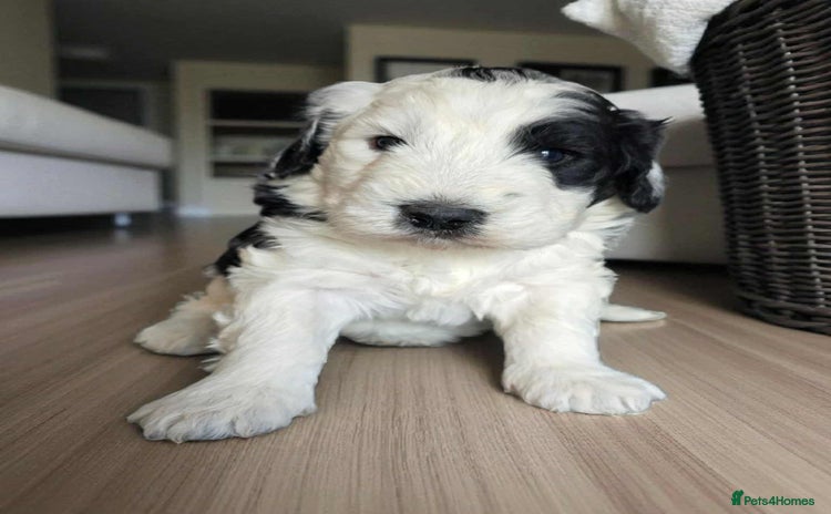 Sheepadoodle dogs - Advert 2