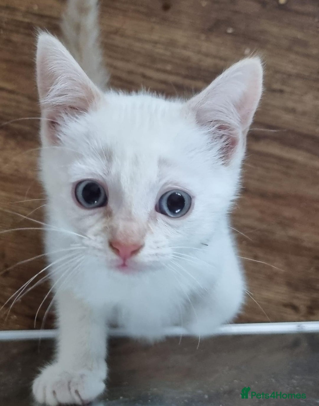 Mixed Breed cats for sale: Kittens for sale - Advert 2