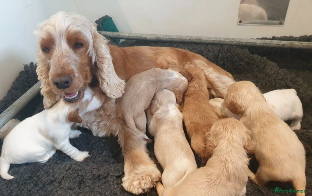 Cocker Spaniel dogs for sale: Stunning Show Cockers - Crufts Champion Pedigree in Stoke-on-Trent - Advert 29