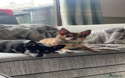 Chihuahua dogs for sale: Chocolate & tan female - Image 12