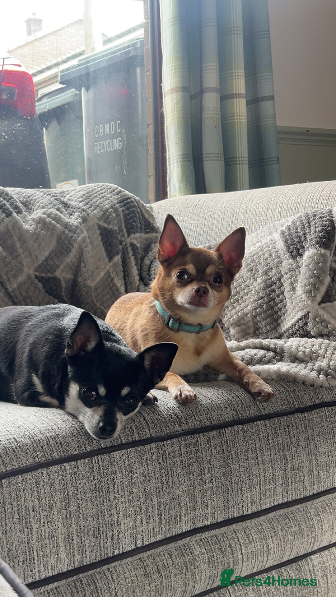 Chihuahua dogs for sale: Chocolate & tan female - Image 12