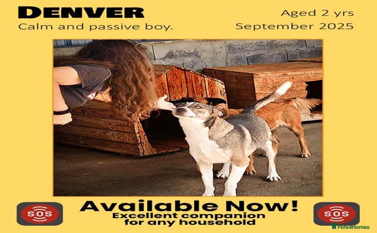 Mixed Breed dogs - Advert 19