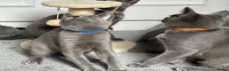 Russian Blue cats for sale: Russian Blue Kittens  - Advert 14