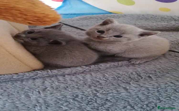 Russian Blue cats - Advert 3
