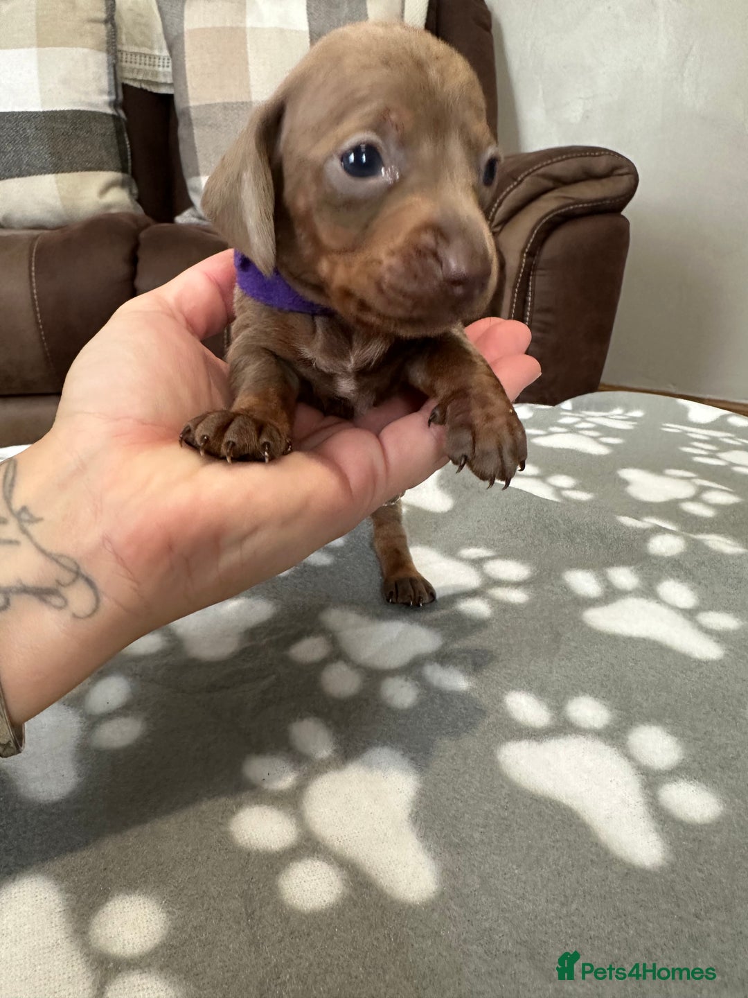 Dachshund dogs for sale: Beautiful dachshund pups  - Image 10