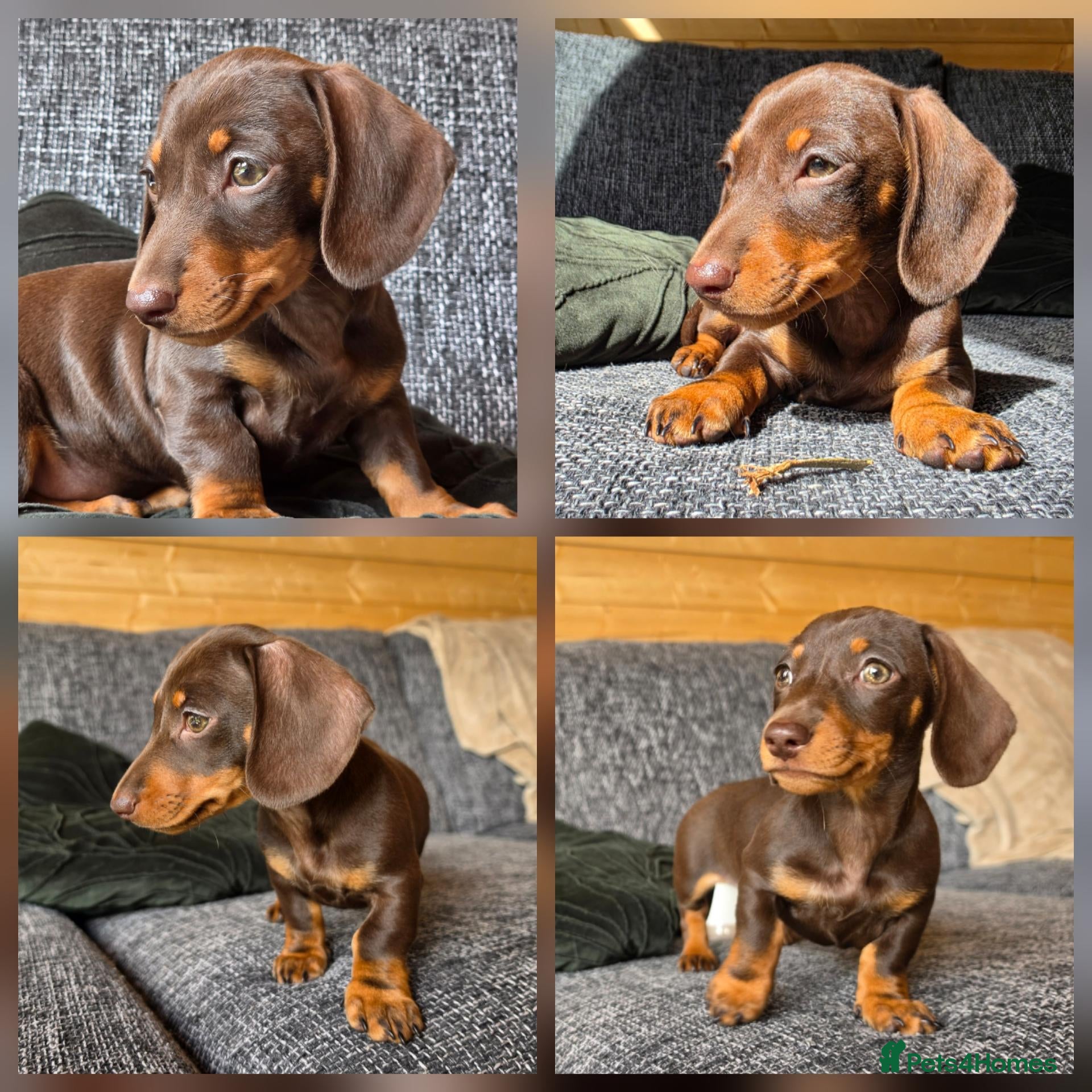 Miniature Dachshund dogs KC mini dachshund pups  - Advert 1