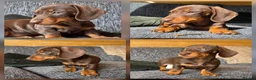 Miniature Dachshund dogs for sale: READY NOW KC GIRL - Advert 1