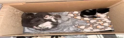 Mixed Breed cats for sale: 2 beautiful kittens   - Advert 8