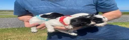 Cocker Spaniel dogs for sale: Pedigree Roan Cocker Spaniel puppies - 3 boys left - Advert 22