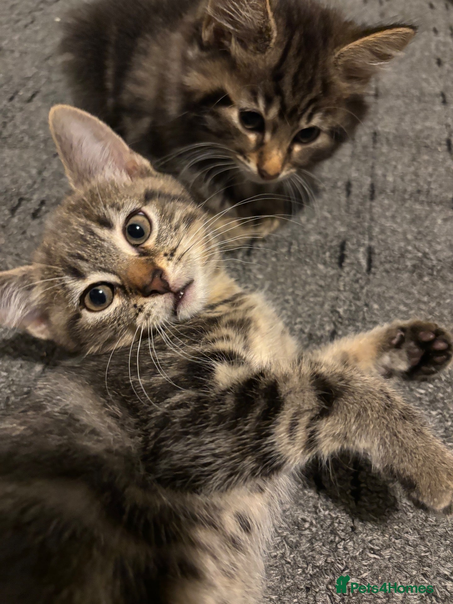 Mixed Breed cats 3 Beautiful Kittens Ready To Go - Advert 4