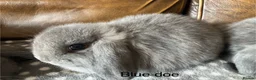 Mini Lop rabbits for sale: 4 gorgeous pure mini lops - Advert 10