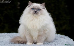 Ragdoll cats for stud: Amazing proven stud !!!  in Romford - Image 4