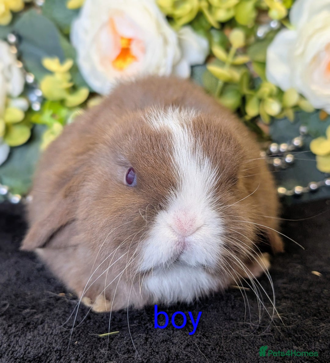 Mini Lop rabbits for sale: ❤️Stunning mini lop babies❤️ - Advert 12