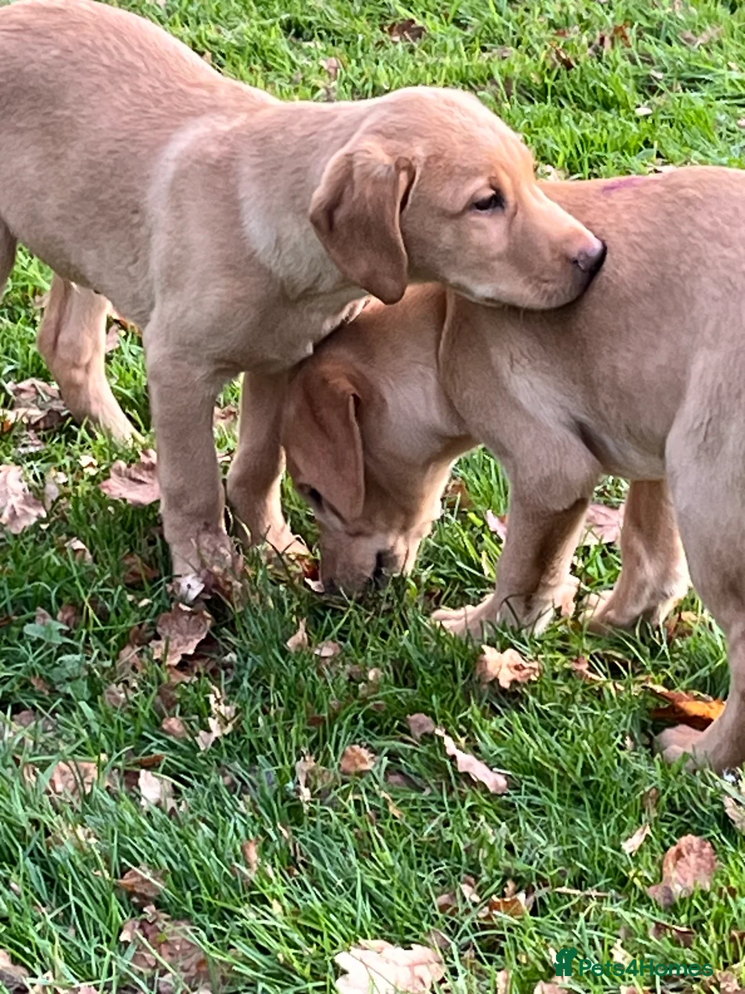 Labrador Retriever dogs for sale: Labrador Puppies - Advert 4
