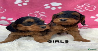 Cockapoo dogs - Advert 5