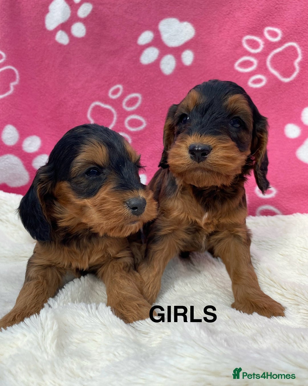 Cockapoo dogs for sale: 1 COCKAPOO BOY AVAILABLE! - Image 12