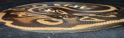 Python Snake reptiles for sale: Mixed ball pythons - Advert 2