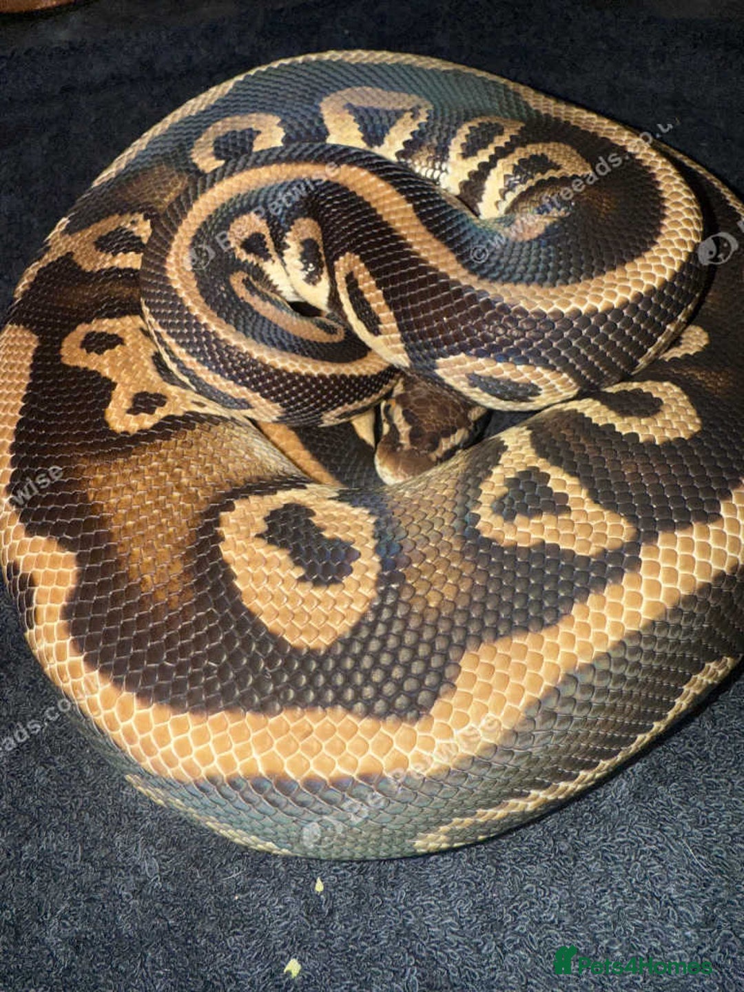 Python Snake reptiles for sale: Mixed ball pythons - Advert 2