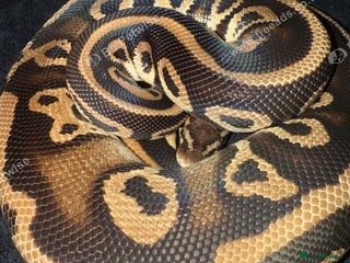 Python Snake reptiles Mixed ball pythons - Advert 12
