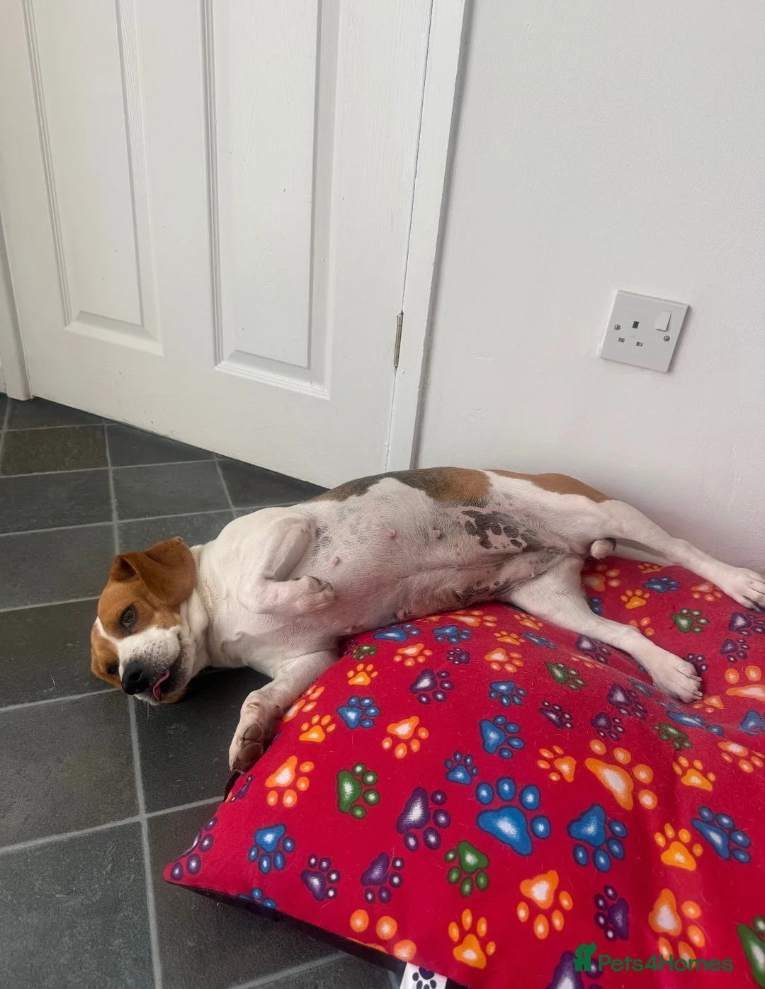 Beagle dogs for sale: Female Beagle 2 Years in Sheffield - Advert 2