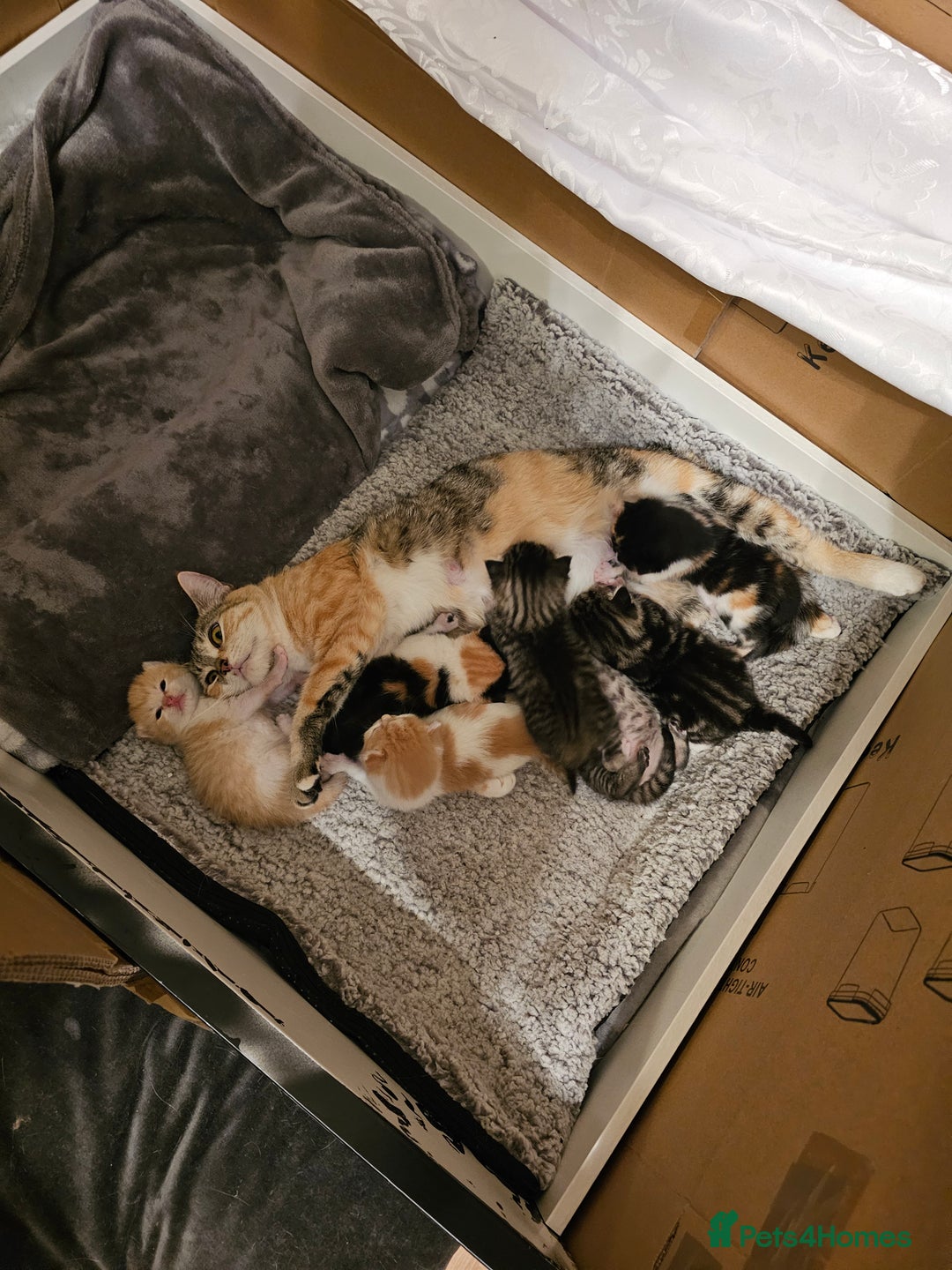 Mixed Breed cats for sale: Mixed breed kittens. Ready to be re-homed in Feb. - Advert 5