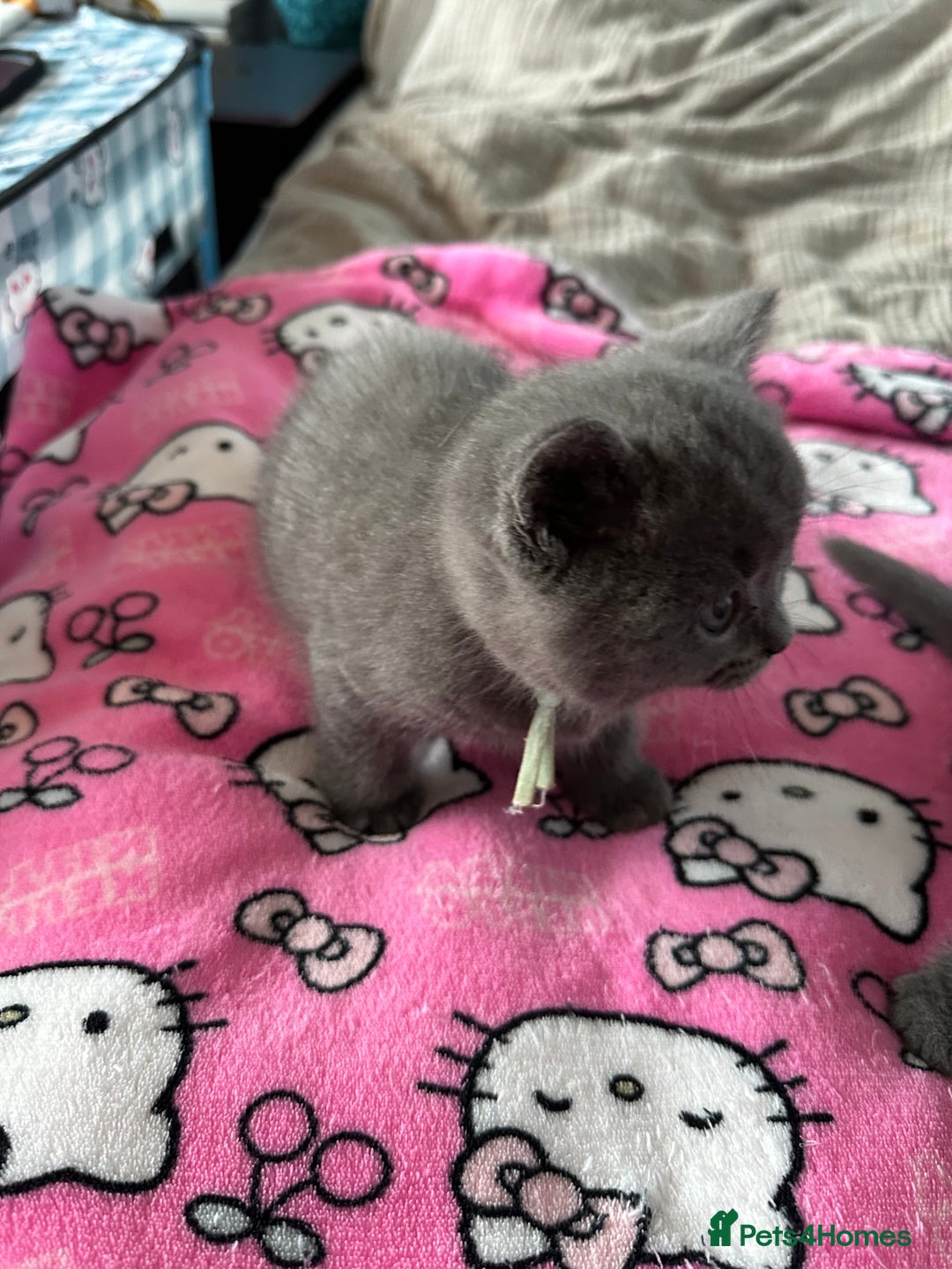 British Shorthair cats for sale: British short hair kittens - Advert 34